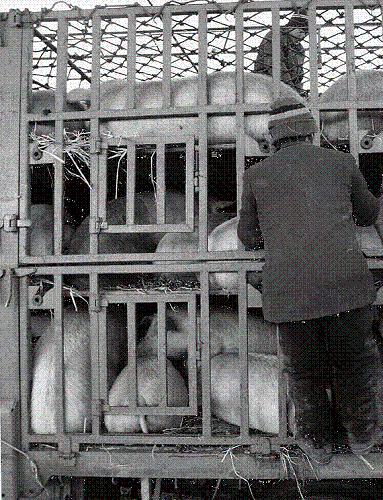 904pigfarm-736471 904pigfarm-736471