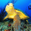 loggerheadseaturtle_noaa