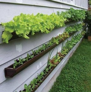 container-gardening-lettuce-vertical-wall-gutters-photo