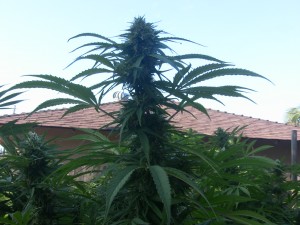 cannabis flowers, california