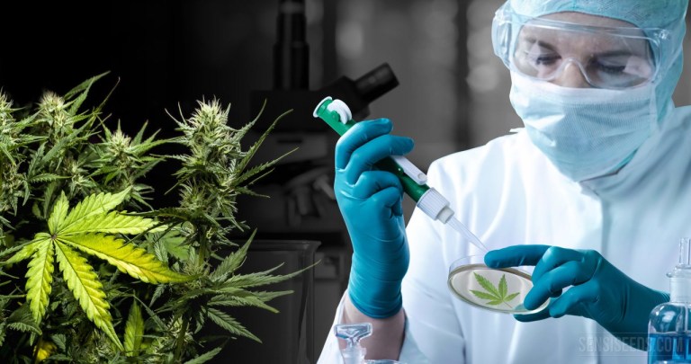 700 Medical Cannabis Studies by Disease